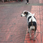 ◆タイでは、野良犬も素性の知れない旅行者も同じ扱いだった