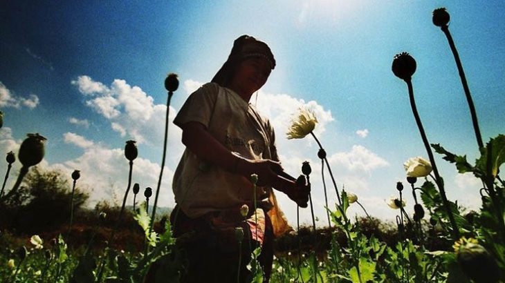 ◆世界から見捨てられて経済苦に堕ちてしまったミャンマーでケシ栽培が復活した